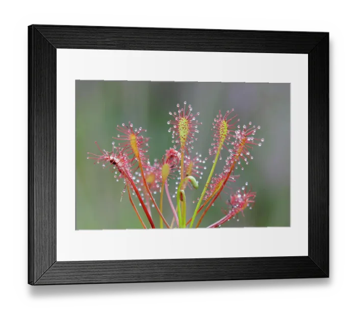 Framed Print : Oblong-leaved sundew (Drosera intermedia), Aschendorfer Obermoor nature reserve, Wildes Moor, Emsland, Lower Saxony, Germany