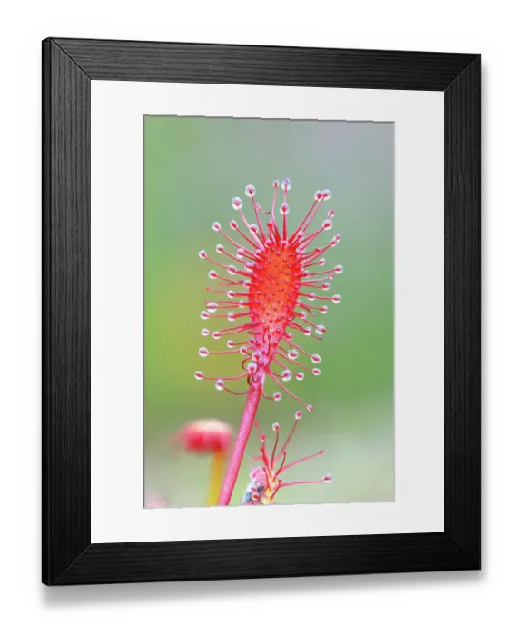 Framed Print : Oblong-leaved sundew (Drosera intermedia), close-up, Aschendorfer Obermoor nature reserve, Wildes Moor, Emsland, Lower Saxony, Germany Framed Print : Oblong-leaved sundew (Drosera intermedia), close-up, Aschendorfer Obermoor nature reserve, Wildes Moor, Emsland, Lower Saxony, Germany