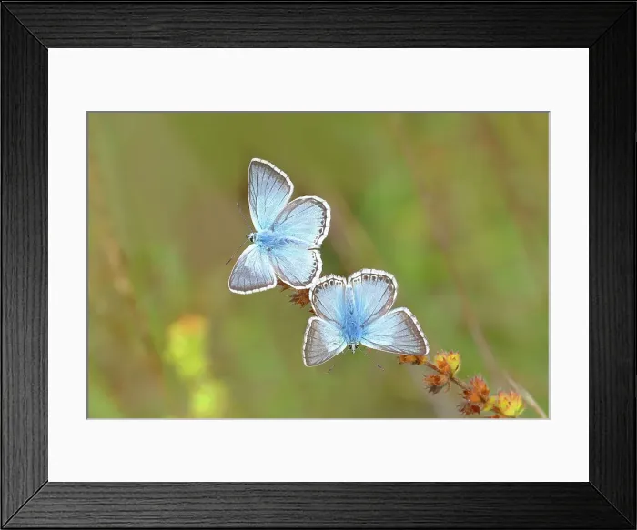 Framed Print : Chalkhill blues (Lysandra coridon) Other animals, Insects, Butterflies, Animals, Bad Neustadt an der Saale, Bavarian Rhoen nature park Park, Bavaria, Germany Framed Print : Chalkhill blues (Lysandra coridon) Other animals, Insects, Butterflies, Animals, Bad Neustadt an der Saale, Bavarian Rhoen nature park Park, Bavaria, Germany