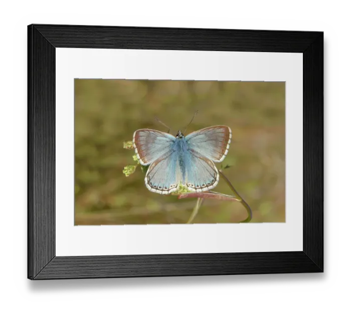 Framed Print : Silver-green blue (Lysandra coridon) Other animals, Insects, Butterflies, Animals, Bad Neustadt an der Saale, Bavarian Rhoen nature park Park, Bavaria, Germany Framed Print : Silver-green blue (Lysandra coridon) Other animals, Insects, Butterflies, Animals, Bad Neustadt an der Saale, Bavarian Rhoen nature park Park, Bavaria, Germany