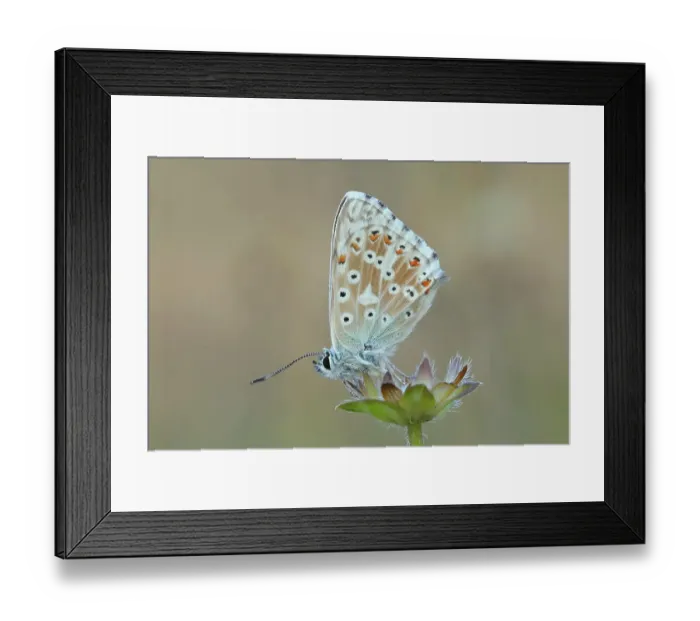 Framed Print : Silver-green blue (Lysandra coridon) Underside Other animals, Insects, Butterflies, Animals, Bad Neustadt an der Saale, Bavarian Rhoen nature park Park, Bavaria, Germany Framed Print : Silver-green blue (Lysandra coridon) Underside Other animals, Insects, Butterflies, Animals, Bad Neustadt an der Saale, Bavarian Rhoen nature park Park, Bavaria, Germany