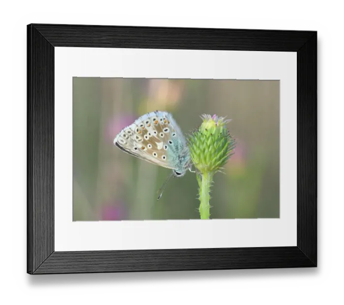 Framed Print : Silver-green blue (Lysandra coridon) Underside Other animals, Insects, Butterflies, Animals, Bad Neustadt an der Saale, Bavarian Rhoen nature park Park, Bavaria, Germany