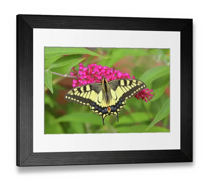 Framed Print : Swallowtail (Papilio machaon), sucking nectar on summer lilac (Buddleja davidii) Neunkirchen im Siegerland, North Rhine-Westphalia, Germany