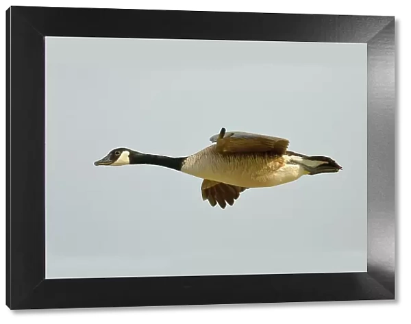 Canada Goose (Branta canadensis), in flight, Gunzenhausen, Altmuehlsee, Franconian Lake District, Franconia, Bavaria, Germany
