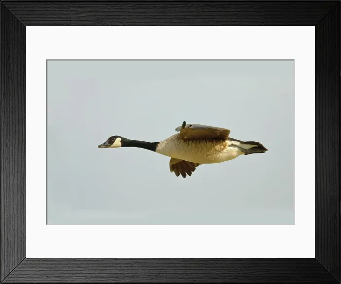 Framed Print : Canada Goose (Branta canadensis), in flight, Gunzenhausen, Altmuehlsee, Franconian Lake District, Franconia, Bavaria, Germany Framed Print : Canada Goose (Branta canadensis), in flight, Gunzenhausen, Altmuehlsee, Franconian Lake District, Franconia, Bavaria, Germany