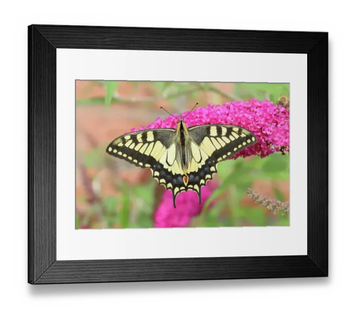 Framed Print : Swallowtail (Papilio machaon), sucking nectar on summer lilac (Buddleja davidii) Neunkirchen im Siegerland, North Rhine-Westphalia, Germany Framed Print : Swallowtail (Papilio machaon), sucking nectar on summer lilac (Buddleja davidii) Neunkirchen im Siegerland, North Rhine-Westphalia, Germany
