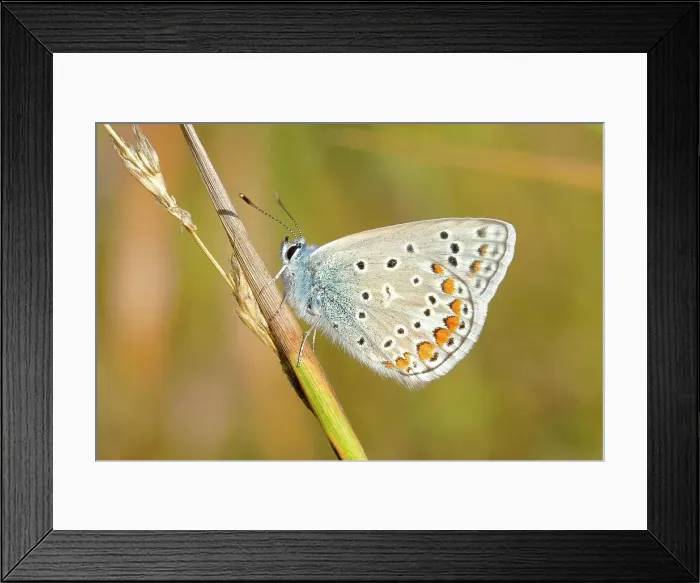 Framed Print : Common blue butterfly (Polyommatus icarus), underside, sitting on a blade of grass, Altmuehlsee, Bavaria, Germany Framed Print : Common blue butterfly (Polyommatus icarus), underside, sitting on a blade of grass, Altmuehlsee, Bavaria, Germany