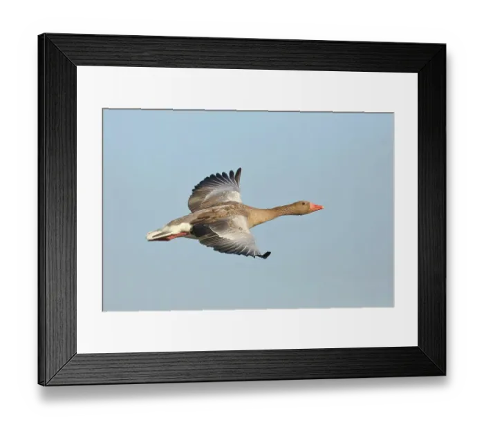 Framed Print : Greylag goose (Anser anser), in flight, Gunzenhausen, Altmuehlsee, Franconian Lake District, Franconia, Bavaria, Germany Framed Print : Greylag goose (Anser anser), in flight, Gunzenhausen, Altmuehlsee, Franconian Lake District, Franconia, Bavaria, Germany