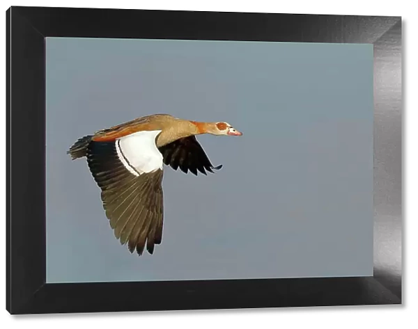 Egyptian Goose (Alopochen aegyptiacus), in flight, Gunzenhausen, Altmuehlsee, Franconian Lake District, Franconia, Bavaria, Germany