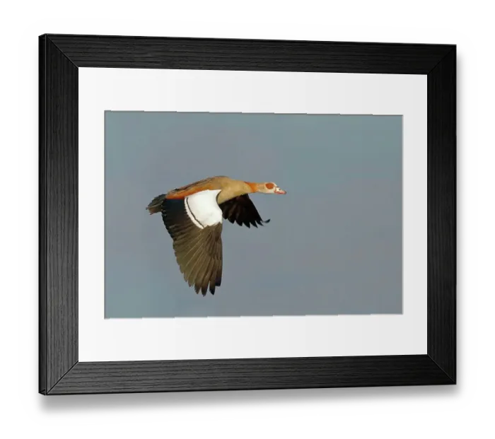 Framed Print : Egyptian Goose (Alopochen aegyptiacus), in flight, Gunzenhausen, Altmuehlsee, Franconian Lake District, Franconia, Bavaria, Germany Framed Print : Egyptian Goose (Alopochen aegyptiacus), in flight, Gunzenhausen, Altmuehlsee, Franconian Lake District, Franconia, Bavaria, Germany