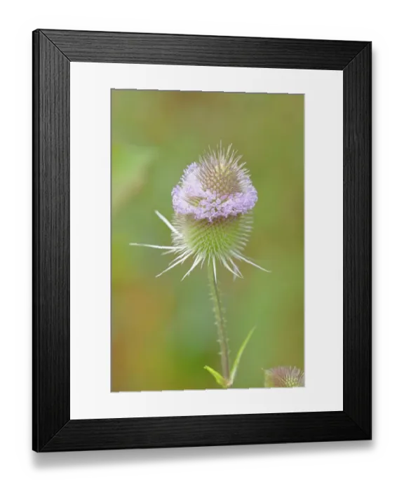 Framed Print : Wild teasel (Dipsacus fullonum), inflorescence, Gunzenhausen, Altmuehltal, Franconian Lake District, Franconia, Bavaria, Germany