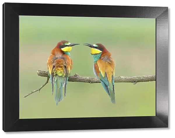 Bee-eater (Merops apiaster) pair, sitting on a branch, Lake Neusiedl National Park, Seewinkel, Burgenland, Austria