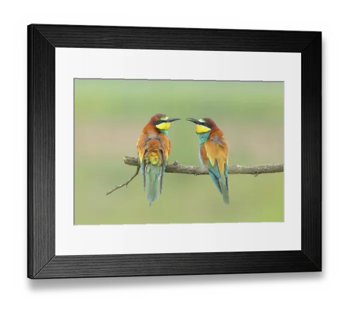 Framed Print : Bee-eater (Merops apiaster) pair, sitting on a branch, Lake Neusiedl National Park, Seewinkel, Burgenland, Austria Framed Print : Bee-eater (Merops apiaster) pair, sitting on a branch, Lake Neusiedl National Park, Seewinkel, Burgenland, Austria