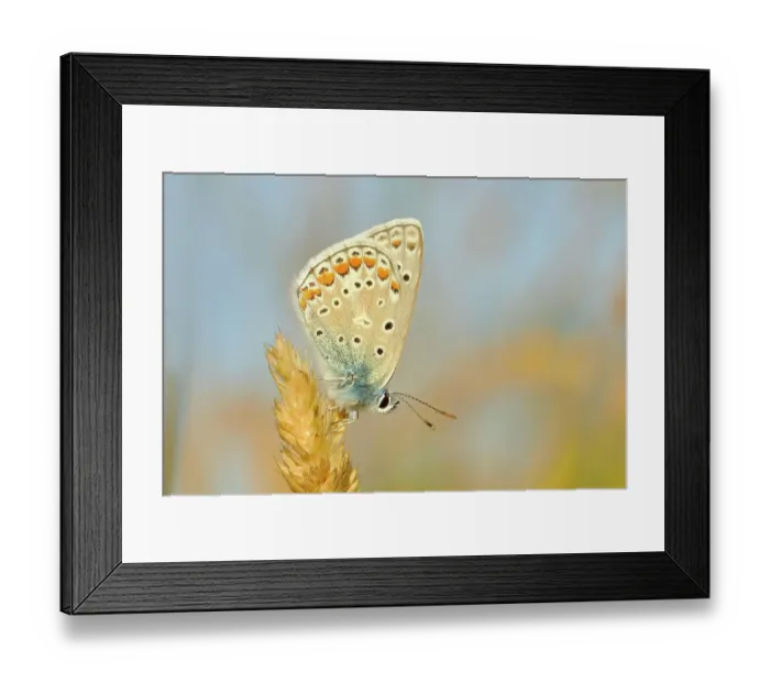 Framed Print : Common blue butterfly (Polyommatus icarus), underside, sitting on a blade of grass, Altmuehlsee, Bavaria, Germany