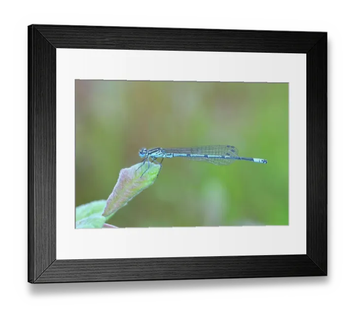 Framed Print : Azure damselfly (Coenagrion puella), male, sitting on the leaf of a meadow plant, Buchhellerquellgebiet nature reserve, summer, wetland, South Westphalian uplands, North Rhine-Westphalia, Germany Framed Print : Azure damselfly (Coenagrion puella), male, sitting on the leaf of a meadow plant, Buchhellerquellgebiet nature reserve, summer, wetland, South Westphalian uplands, North Rhine-Westphalia, Germany