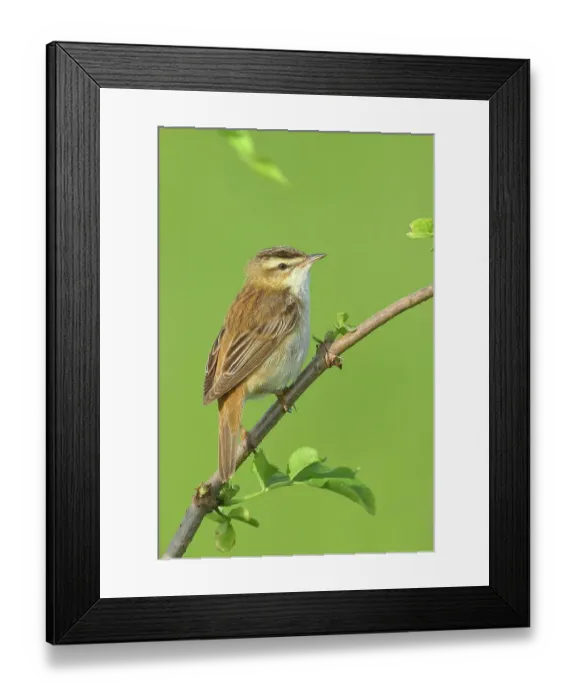 Framed Print : Sedge warbler (Acrocephalus schoenobaenus), sitting on a branch, HANSAG, Lake Neusiedl, Burgenland, Austria Framed Print : Sedge warbler (Acrocephalus schoenobaenus), sitting on a branch, HANSAG, Lake Neusiedl, Burgenland, Austria