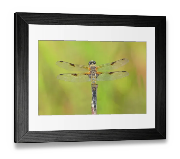Framed Print : Four-spotted chaser (Libellula quadrimaculata), sitting on a branch, Buchhellerquellgebiet nature reserve, summer, wetland, South Westphalian uplands, North Rhine-Westphalia, Germany Framed Print : Four-spotted chaser (Libellula quadrimaculata), sitting on a branch, Buchhellerquellgebiet nature reserve, summer, wetland, South Westphalian uplands, North Rhine-Westphalia, Germany