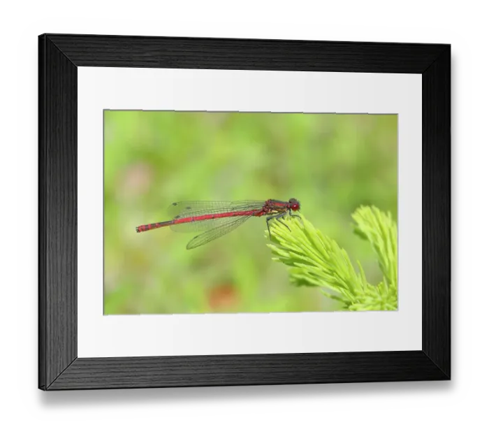 Framed Print : Male large red damselfly (Pyrrhosoma nymphula) sitting on spruce branch, Buchhellerquellgebiet nature reserve, summer, wetland, South Westphalian uplands, North Rhine-Westphalia, Germany Framed Print : Male large red damselfly (Pyrrhosoma nymphula) sitting on spruce branch, Buchhellerquellgebiet nature reserve, summer, wetland, South Westphalian uplands, North Rhine-Westphalia, Germany