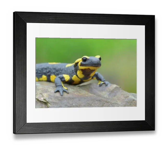 Framed Print : Fire salamander (Salamandra salamandra), sitting on stone and observing the surroundings, Siegerland, North Rhine-Westphalia, Germany Framed Print : Fire salamander (Salamandra salamandra), sitting on stone and observing the surroundings, Siegerland, North Rhine-Westphalia, Germany