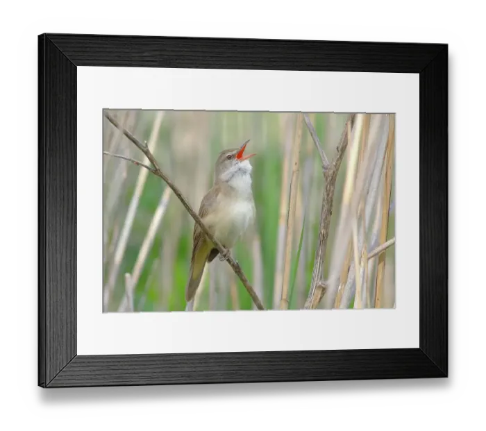 Framed Print : Great reed warbler (Acrocephalus arundinaceus), male singing on a reed stalk, HANSAG, Lake Neusiedl, Burgenland, Austria Framed Print : Great reed warbler (Acrocephalus arundinaceus), male singing on a reed stalk, HANSAG, Lake Neusiedl, Burgenland, Austria