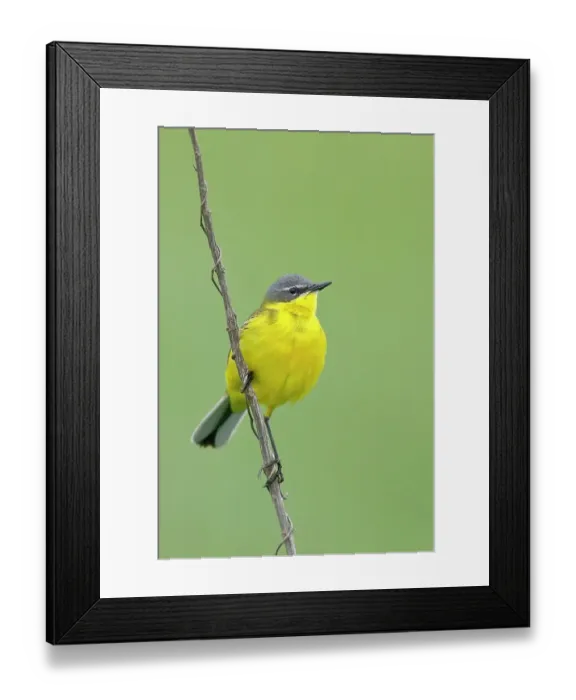 Framed Print : Western yellow wagtail (Motacilla flava), male sitting on a thin blade of grass, singing station, Lake Neusiedl, Illmitz, Burgenland, Austria Framed Print : Western yellow wagtail (Motacilla flava), male sitting on a thin blade of grass, singing station, Lake Neusiedl, Illmitz, Burgenland, Austria