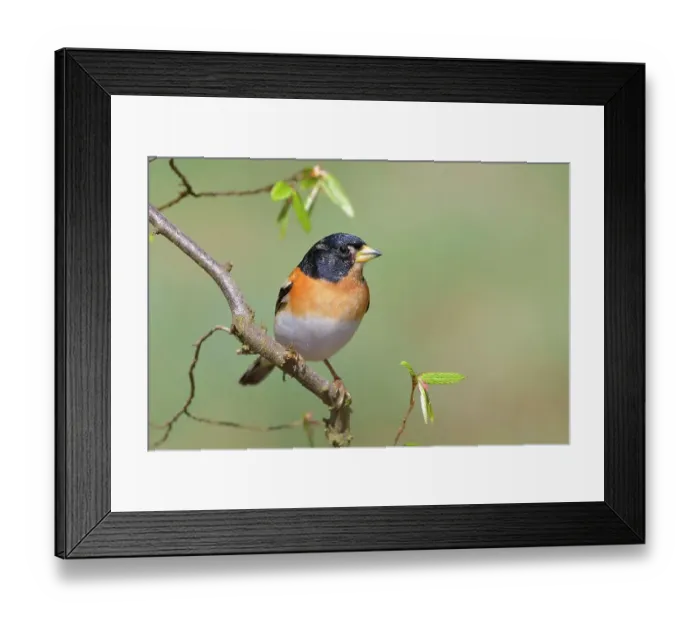 Framed Print : Brambling (Fringilla montifringilla), male in mating plumage, standing on a branch of a grey birch (Betula populifolia), Siegerland, North Rhine-Westphalia, Germany Framed Print : Brambling (Fringilla montifringilla), male in mating plumage, standing on a branch of a grey birch (Betula populifolia), Siegerland, North Rhine-Westphalia, Germany