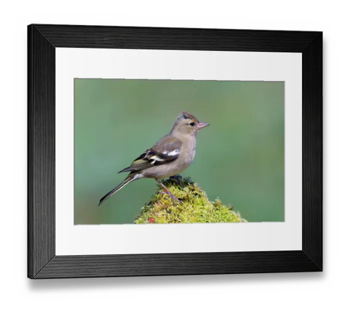 Framed Print : Common chaffinch (Fringilla coelebs), adult female, standing on a mossy brick, Siegerland, North Rhine-Westphalia, Germany Framed Print : Common chaffinch (Fringilla coelebs), adult female, standing on a mossy brick, Siegerland, North Rhine-Westphalia, Germany