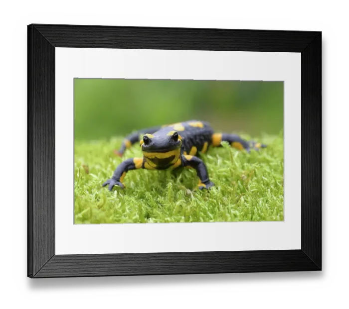 Framed Print : Fire salamander (Salamandra salamandra), running over moss, Siegerland, North Rhine-Westphalia, Germany Framed Print : Fire salamander (Salamandra salamandra), running over moss, Siegerland, North Rhine-Westphalia, Germany