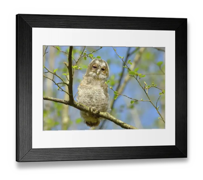Framed Print : Tawny owl (Strix aluco) 4-week-old young bird, not yet able to fly, branchling, Siegerland, North Rhine-Westphalia, Germany Framed Print : Tawny owl (Strix aluco) 4-week-old young bird, not yet able to fly, branchling, Siegerland, North Rhine-Westphalia, Germany
