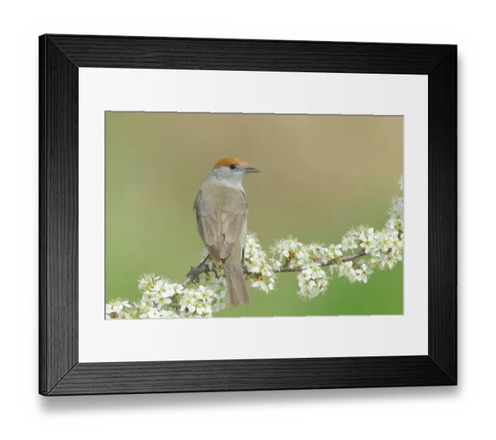 Framed Print : Blackcap (Sylvia atricapilla), female, sitting on a flowering blackthorn branch, animals, birds, migratory bird, songbird, spring, Siegerland, North Rhine-Westphalia, Germany Framed Print : Blackcap (Sylvia atricapilla), female, sitting on a flowering blackthorn branch, animals, birds, migratory bird, songbird, spring, Siegerland, North Rhine-Westphalia, Germany