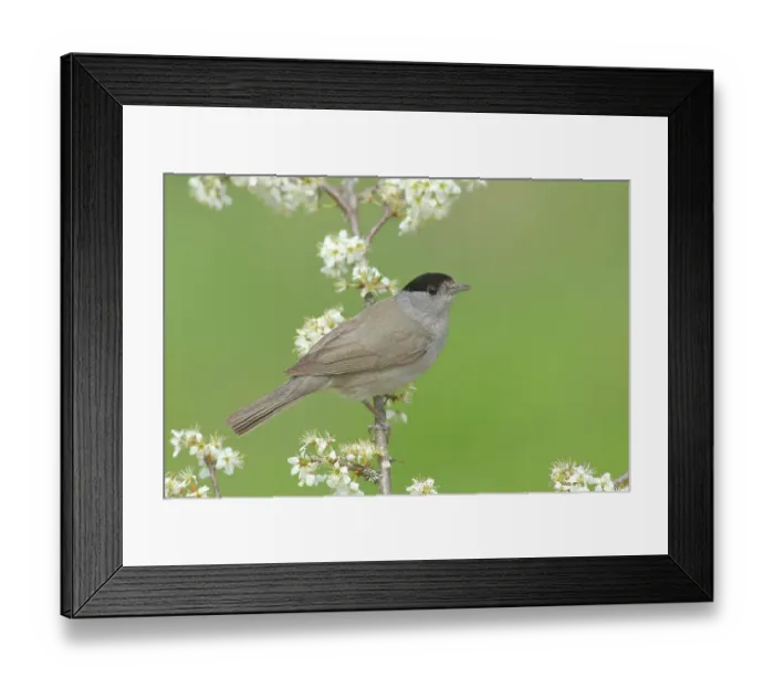 Framed Print : Blackcap (Sylvia atricapilla), male, sitting on a flowering blackthorn branch, animals, birds, migratory bird, songbird, spring, Siegerland, North Rhine-Westphalia, Germany Framed Print : Blackcap (Sylvia atricapilla), male, sitting on a flowering blackthorn branch, animals, birds, migratory bird, songbird, spring, Siegerland, North Rhine-Westphalia, Germany