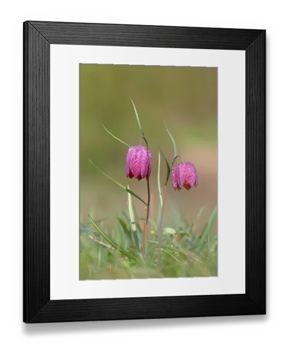 Framed Print : Snake's head fritillary (Fritillaria meleagris), in a meadow, Spessart, Bavaria, Germany Framed Print : Snake's head fritillary (Fritillaria meleagris), in a meadow, Spessart, Bavaria, Germany
