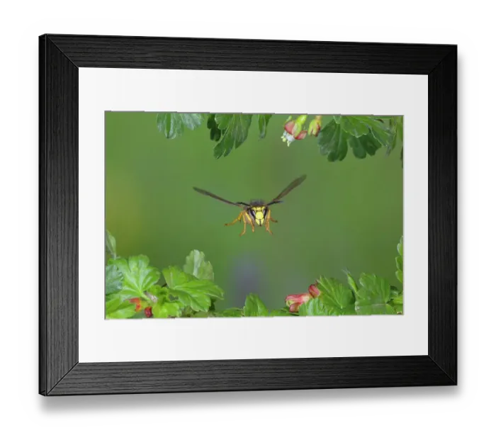 Framed Print : Tree wasp (Dolichovespula sylvestris), in flight, highspeed nature photo, between leaves of gooseberry (Ribes uva-crispa), Siegerland, North Rhine-Westphalia, Germany Framed Print : Tree wasp (Dolichovespula sylvestris), in flight, highspeed nature photo, between leaves of gooseberry (Ribes uva-crispa), Siegerland, North Rhine-Westphalia, Germany