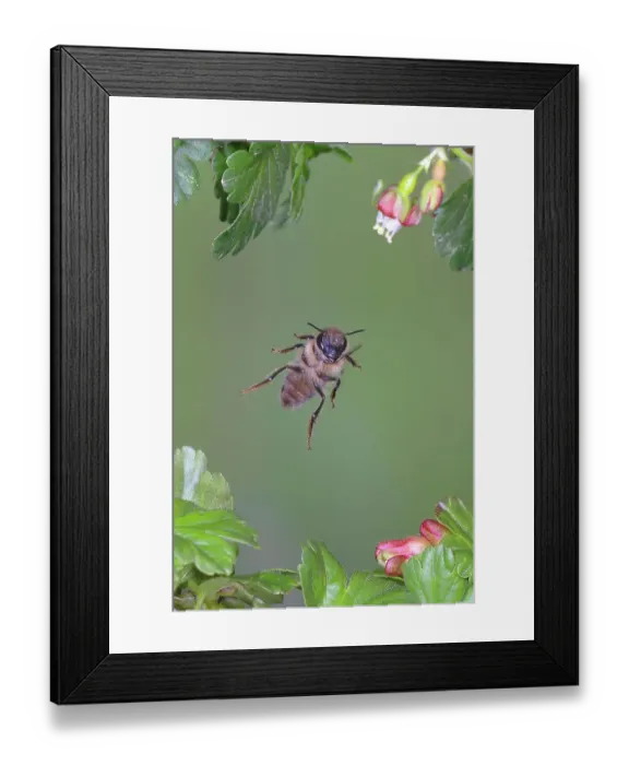 Framed Print : Honey bee (Apis mellifera), in flight, highspeed nature photo, between leaves of gooseberry (Ribes uva-crispa), Siegerland, North Rhine-Westphalia, Germany Framed Print : Honey bee (Apis mellifera), in flight, highspeed nature photo, between leaves of gooseberry (Ribes uva-crispa), Siegerland, North Rhine-Westphalia, Germany
