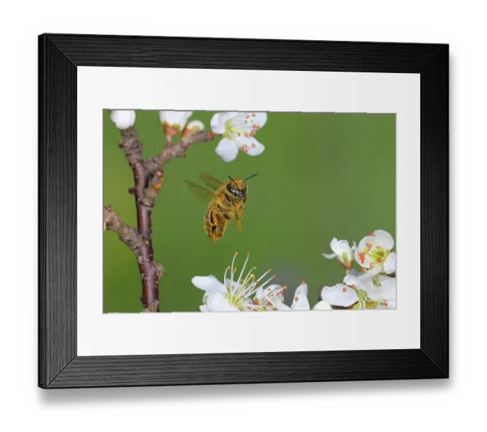 Framed Print : Honey bee (Apis mellifera), covered with pollen, in flight, highspeed nature photo, worker bee on a blackthorn (Prunus spinosa), Siegerland, North Rhine-Westphalia, Germany