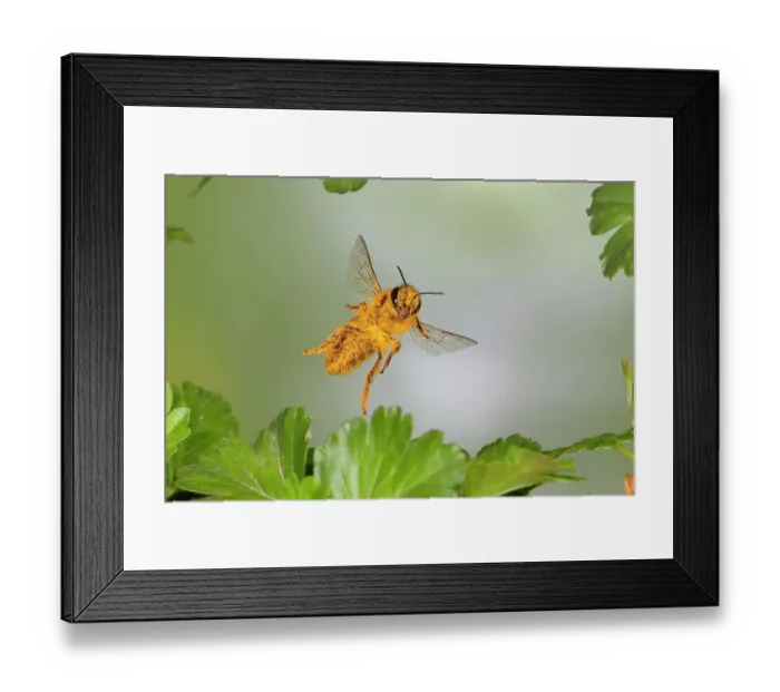 Framed Print : Honey bee (Apis mellifera), covered with pollen, in flight, highspeed nature photo, between leaves of gooseberry (Ribes uva-crispa), Siegerland, North Rhine-Westphalia, Germany Framed Print : Honey bee (Apis mellifera), covered with pollen, in flight, highspeed nature photo, between leaves of gooseberry (Ribes uva-crispa), Siegerland, North Rhine-Westphalia, Germany