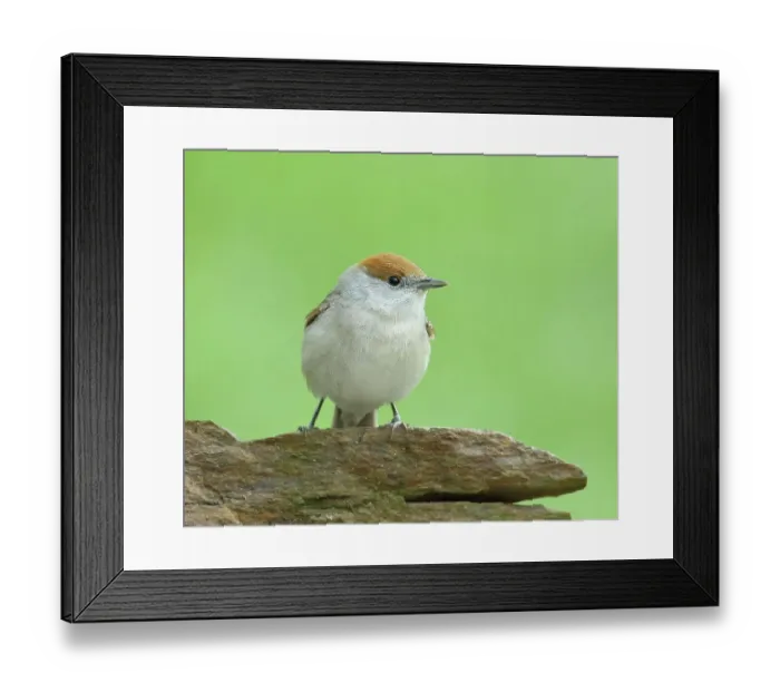 Framed Print : Blackcap (Sylvia atricapilla), female sitting on stone, songbirds, animals, birds, migratory bird, Siegerland, North Rhine-Westphalia, Germany Framed Print : Blackcap (Sylvia atricapilla), female sitting on stone, songbirds, animals, birds, migratory bird, Siegerland, North Rhine-Westphalia, Germany