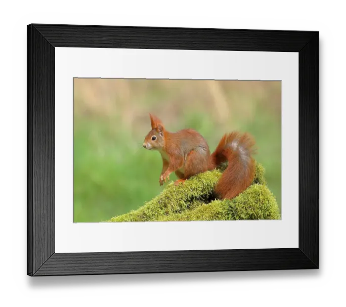 Framed Print : Eurasian red squirrel (Sciurus vulgaris), sitting attentively on a tree trunk covered with moss, rodent, Siegerland, North Rhine-Westphalia, Germany Framed Print : Eurasian red squirrel (Sciurus vulgaris), sitting attentively on a tree trunk covered with moss, rodent, Siegerland, North Rhine-Westphalia, Germany