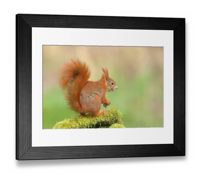 Framed Print : Eurasian red squirrel (Sciurus vulgaris), sitting attentively on a tree trunk covered with moss, rodent, Siegerland, North Rhine-Westphalia, Germany Framed Print : Eurasian red squirrel (Sciurus vulgaris), sitting attentively on a tree trunk covered with moss, rodent, Siegerland, North Rhine-Westphalia, Germany