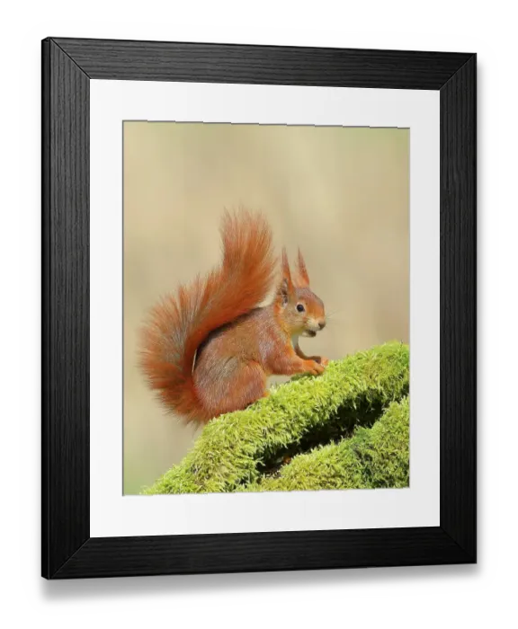 Framed Print : Eurasian red squirrel (Sciurus vulgaris), sitting attentively on a tree trunk covered with moss, rodent, Siegerland, North Rhine-Westphalia, Germany Framed Print : Eurasian red squirrel (Sciurus vulgaris), sitting attentively on a tree trunk covered with moss, rodent, Siegerland, North Rhine-Westphalia, Germany