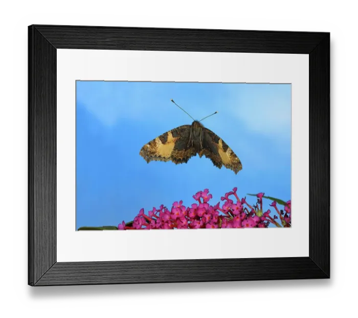Framed Print : Small tortoiseshell (Nymphalis urticae), in flight, highspeed nature photo, over dwarf butterfly-bush (Buddleja davidii) Siegerland, North Rhine-Westphalia, Germany Framed Print : Small tortoiseshell (Nymphalis urticae), in flight, highspeed nature photo, over dwarf butterfly-bush (Buddleja davidii) Siegerland, North Rhine-Westphalia, Germany