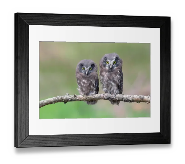 Framed Print : Tengmalm's Owl (Aegolius funereus), two young birds sitting on a larch branch, Siegerland, North Rhine-Westphalia, Germany Framed Print : Tengmalm's Owl (Aegolius funereus), two young birds sitting on a larch branch, Siegerland, North Rhine-Westphalia, Germany