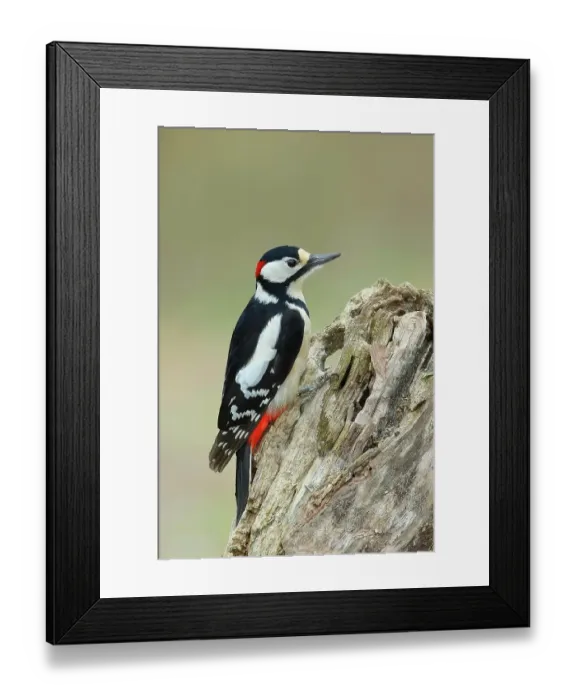 Framed Print : Great spotted woodpecker (Dendrocopos major), male, sitting on deadwood, Rothaargebirge, Siegerland, North Rhine-Westphalia, Germany