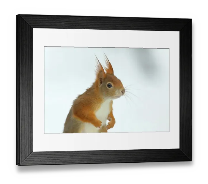 Framed Print : Eurasian red squirrel (Sciurus vulgaris), portrait, with light background, looking attentively, curious, animal portrait, Siegerland, North Rhine-Westphalia, Germany Framed Print : Eurasian red squirrel (Sciurus vulgaris), portrait, with light background, looking attentively, curious, animal portrait, Siegerland, North Rhine-Westphalia, Germany
