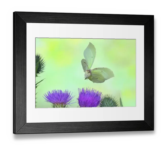 Framed Print : Brimstone (Gonepteryx rhamni), flying over thistle (Carduus acanthoides), highspeed nature photo, between common lavender (Lavandula angustifolia), Siegerland, North Rhine-Westphalia, Germany Framed Print : Brimstone (Gonepteryx rhamni), flying over thistle (Carduus acanthoides), highspeed nature photo, between common lavender (Lavandula angustifolia), Siegerland, North Rhine-Westphalia, Germany