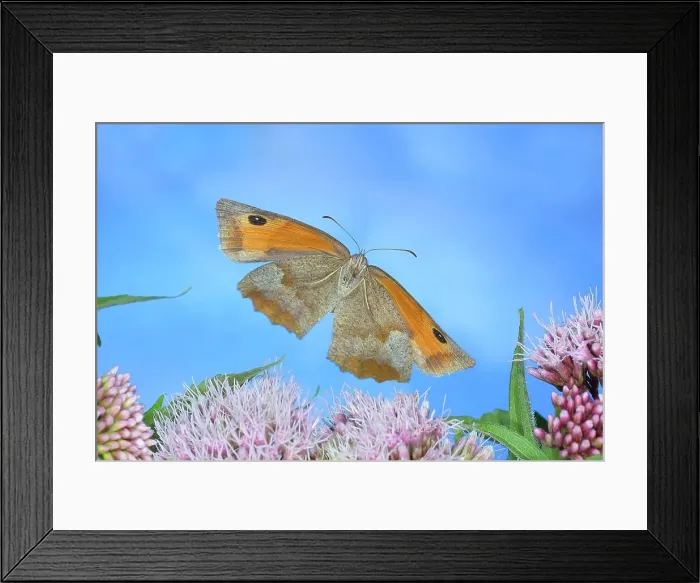 Framed Print : Meadow brown (Maniola jurtina), in flight, high-speed nature photo, Siegerland, North Rhine-Westphalia, Germany Framed Print : Meadow brown (Maniola jurtina), in flight, high-speed nature photo, Siegerland, North Rhine-Westphalia, Germany