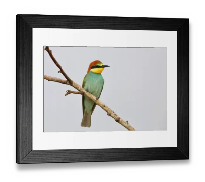 Framed Print : European Bee-eater (Merops apiaster) Young bird sitting on a branch, with light background, Lake Neusiedl National Park, Seewinkel, Northern Burgenland, Burgenland, Austria Framed Print : European Bee-eater (Merops apiaster) Young bird sitting on a branch, with light background, Lake Neusiedl National Park, Seewinkel, Northern Burgenland, Burgenland, Austria