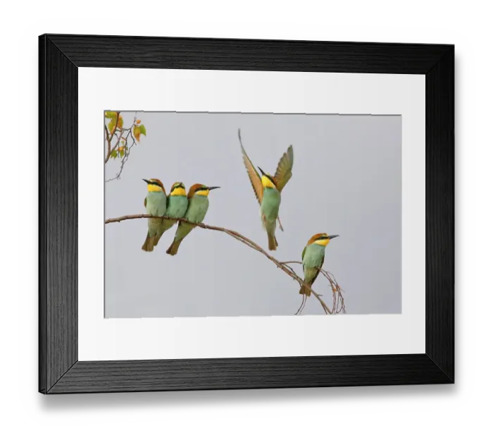 Framed Print : European Bee-eater (Merops apiaster) Young birds sitting on a branch, with light background, Lake Neusiedl National Park, Seewinkel, Northern Burgenland, Burgenland, Austria Framed Print : European Bee-eater (Merops apiaster) Young birds sitting on a branch, with light background, Lake Neusiedl National Park, Seewinkel, Northern Burgenland, Burgenland, Austria