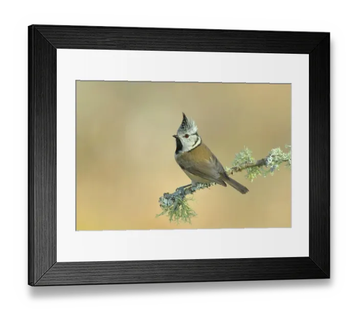 Framed Print : Crested Tit (Lophophanes cristatus), on a branch covered with lichen, Siegerland, North Rhine-Westphalia, Germany Framed Print : Crested Tit (Lophophanes cristatus), on a branch covered with lichen, Siegerland, North Rhine-Westphalia, Germany