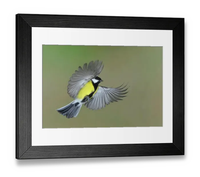 Framed Print : Great tit (Parus major), in flight, flight photo, Siegerland, North Rhine-Westphalia, Germany Framed Print : Great tit (Parus major), in flight, flight photo, Siegerland, North Rhine-Westphalia, Germany